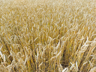 Champs de blé au mois de juillet - Agriculture
