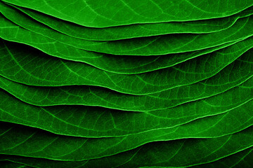 Green walnut leaves, leaf texture, folded leaves in layers