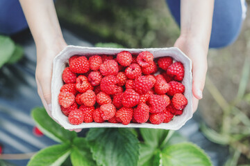 Girl picking raspberries and showing in hands