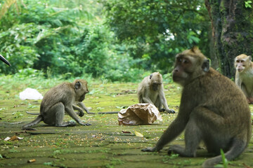 mother and baby baboon