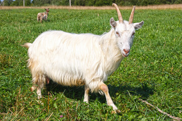 White goat closeup in a green meadow.