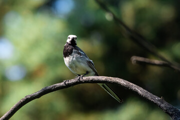 Obraz premium Motacilla alba sit on branch. White wagtail sit on summer grren scene