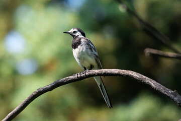 Obraz premium Motacilla alba sit on branch. White wagtail sit on summer grren scene