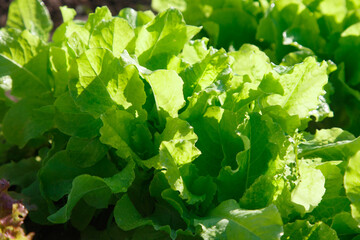 Fototapeta premium The green salad on the bed in the garden