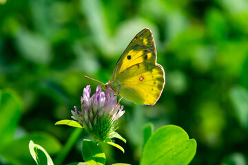 Colias erate sit on flower.
Butterfly eastern pale clouded yellow in summer scene, with natural green grass
