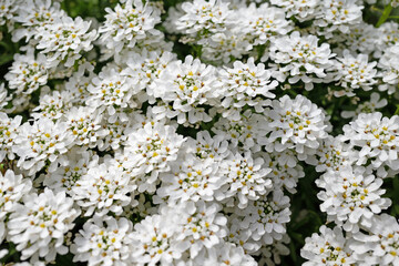 Blühende Schleifenblumen, Iberis, im Frühling