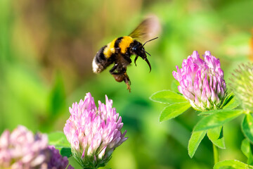 Bombus lucorum sit on flower.
white-tailed bumblebee in summer scene with natural green grass