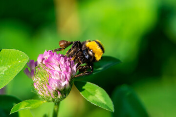 Bombus lucorum sit on flower.
white-tailed bumblebee in summer scene with natural green grass