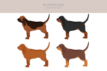 Bloodhound clipart. Different coat colors and poses set - obrazy, fototapety, plakaty