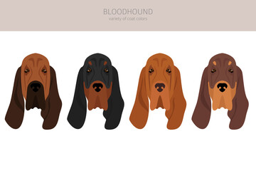Bloodhound clipart. Different coat colors and poses set - obrazy, fototapety, plakaty