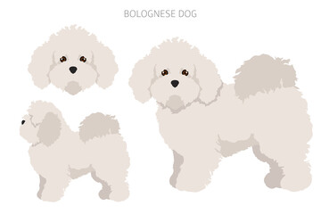 Bolognese dog clipart. Different coat colors and poses set