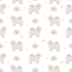 Bolognese dog seamless pattern. Different coat colors and poses set.