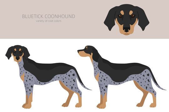 Bluetick coonhound clipart. Different coat colors and poses set