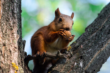 Red squirrel eat nuts on spring scene, Red squirrel sit on tree
