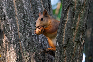 Naklejka na ściany i meble Red squirrel eat nuts on spring scene, Red squirrel sit on tree