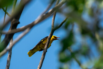Oriolus oriolus birds sit on tree
Eurasian golden oriole