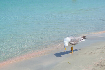 Albatross eats on a sandy tropical shore with pink sand and blue water.