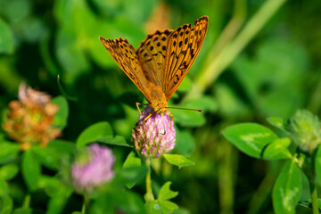 Argynnis pandora sit on summer flower. 
cardinal butterfly in beatiful green scene