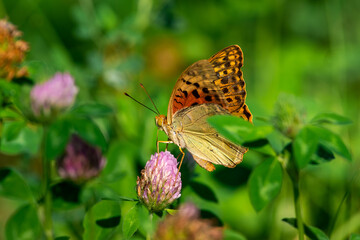 Fototapeta na wymiar Argynnis pandora sit on summer flower. cardinal butterfly in beatiful green scene