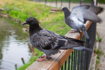 Pigeons in the city. Doves sit on the fence of the pond in the park