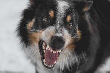tri-colored australian shepherd shows its teeth while barking 
