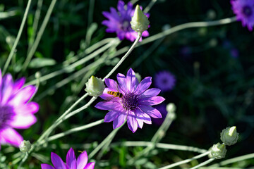 Purple flower of Annual Everlasting or Immortelle, Xeranthemum annuum, macro, selective focus