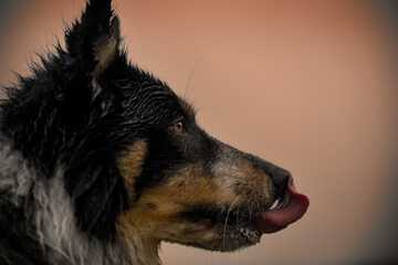 Australian shepherd licks his rain wet nose in the evening light 