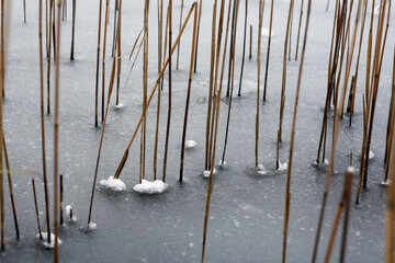 trzcina na zamarzniętym zimą jeziorze