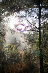 Obraz na płótnie Canvas Forest in the mist