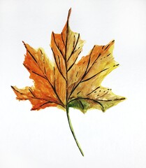 autumn maple leaf watercolor painting 