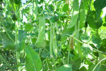 Pea plant, bush with leaves and pods growing in the garden or field. Green color background, farming or organic food, healthy eating concept. Harvest season, grows fresh vegetables on backyard..