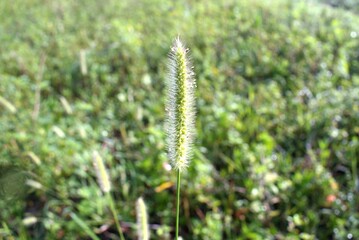 grass flower in the field