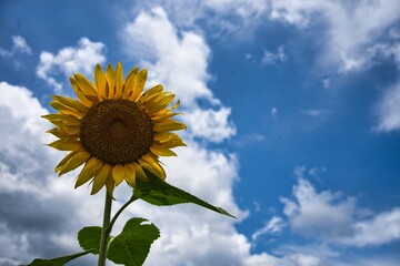 青空と一輪のひまわり