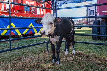 State Fair Cow