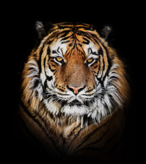 Tiger face portrait on black background