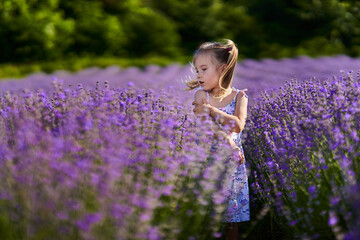 Beautiful little girl in a lavender field © Xalanx