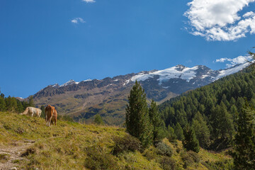 Pair of horses grazing at the foot of a mountain with glaciers. Lagtaufer - Vallelunga, South Tyrol - Alto Adige, Italy