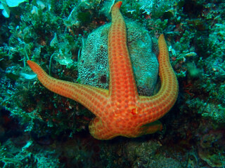 Mediterranean red sea star in Adriatic sea, Croatia
