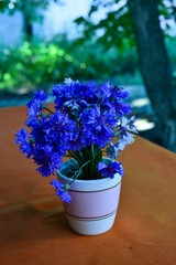 Bouquet of blue cornflowers in vase, selective focus