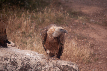 
group of vultures eating in the wild