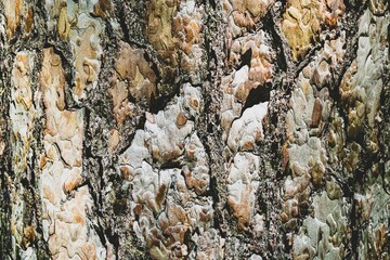 The texture of old pine bark. Rough woody texture of pine bark
