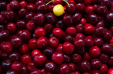 Sweet cherry , black cherries with water drops as background