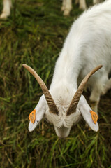 Kozy  © wedrownik52