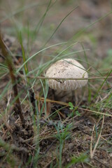 Mushrooms in the autumn forest