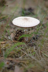 Mushrooms in the autumn forest