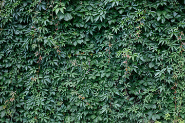 Ivy leaves wall in the park. Nature abstract concept background	