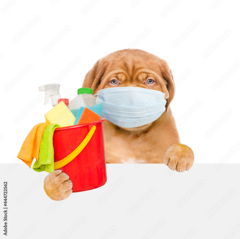 Poster puppy wearing medical protective face mask and red hat looks from behind empty white banner and hold