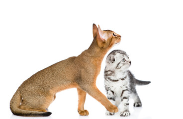 Abyssinian cat and tabby kitten look together away and up on empty space. Isolated on white background