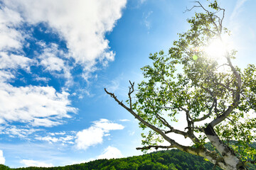 高原の木漏れ日と白樺