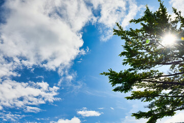 Fototapeta premium 高原の木漏れ日と針葉樹